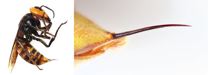 Фото: Ecosphere (2025)