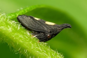 Парадокс природы: жара одновременно и ослабляет, и усиливает насекомых