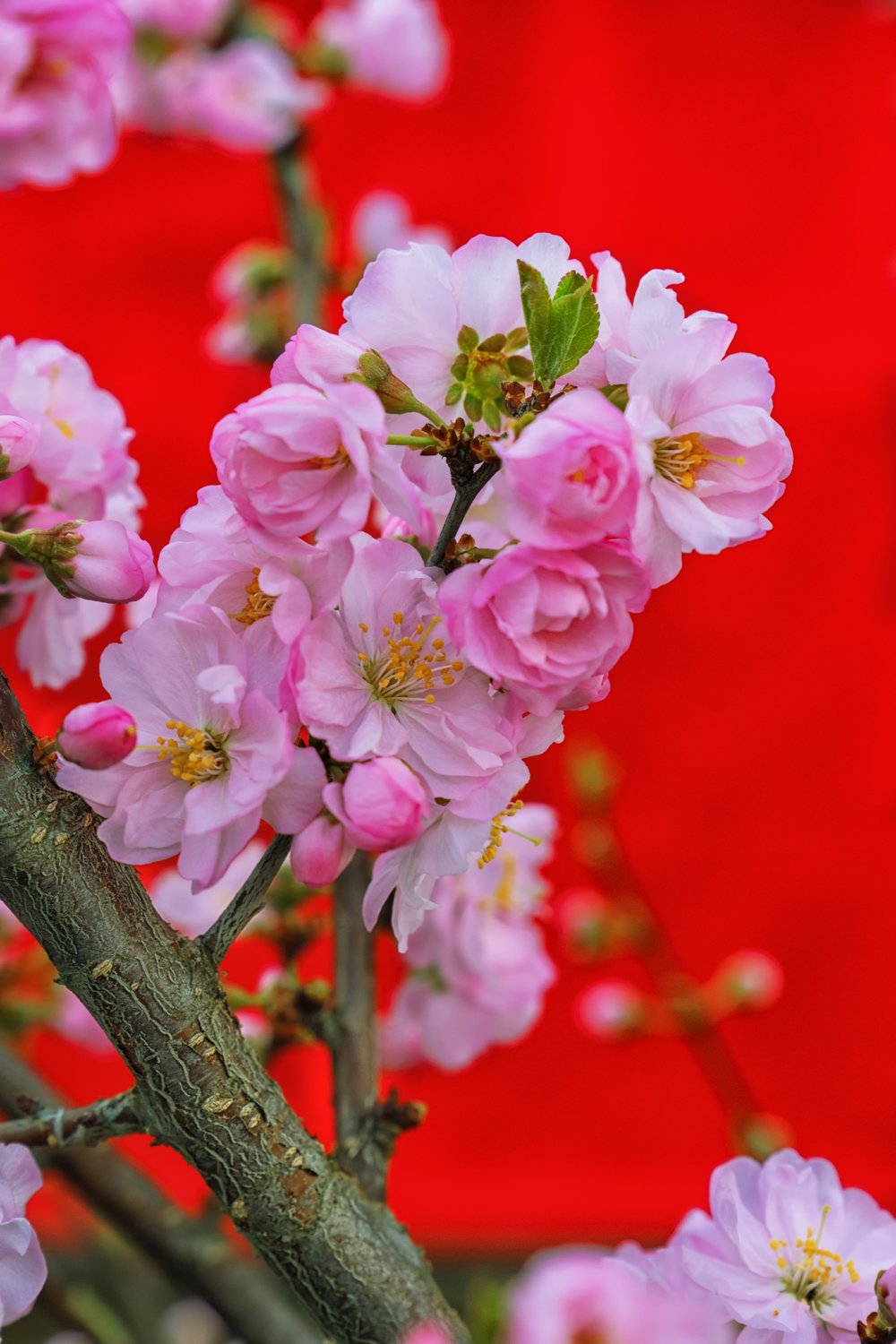 Цветение миндаля