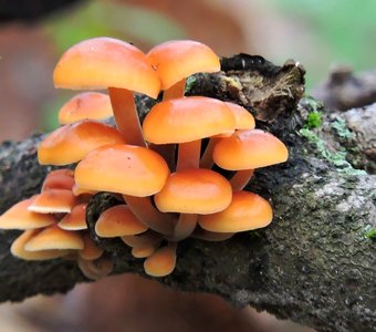 Зимний опёнок