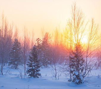 В зимнем лесу