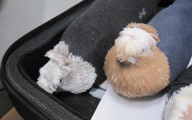 Фото: Северо-Западное таможенное управление