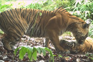 Тигры на Суматре здорово живут: снимки с фотоловушек