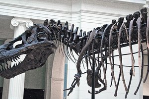 В боливийском парке найдено более 16 000 следов динозавров