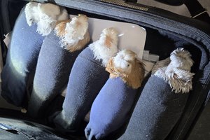 Иностранец пытался ввезти в Россию голубей в носках