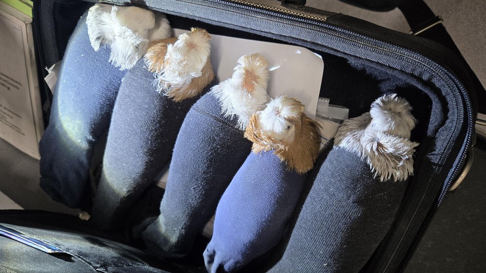 Иностранец пытался ввезти в Россию голубей в носках