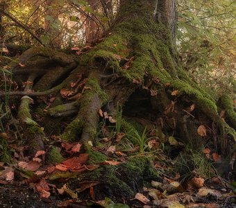 Домик хоббита