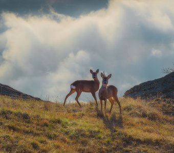 Парочка над облаками