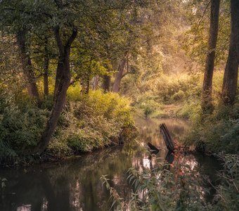 Лесная романтика