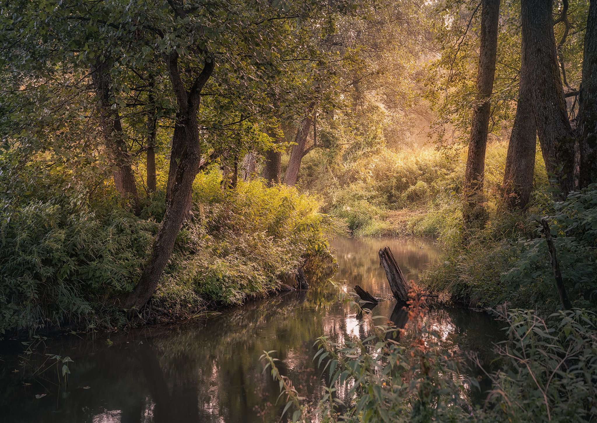 Лесная романтика