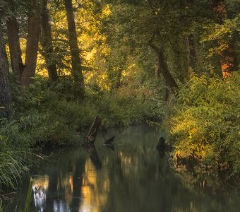 Лесная магия