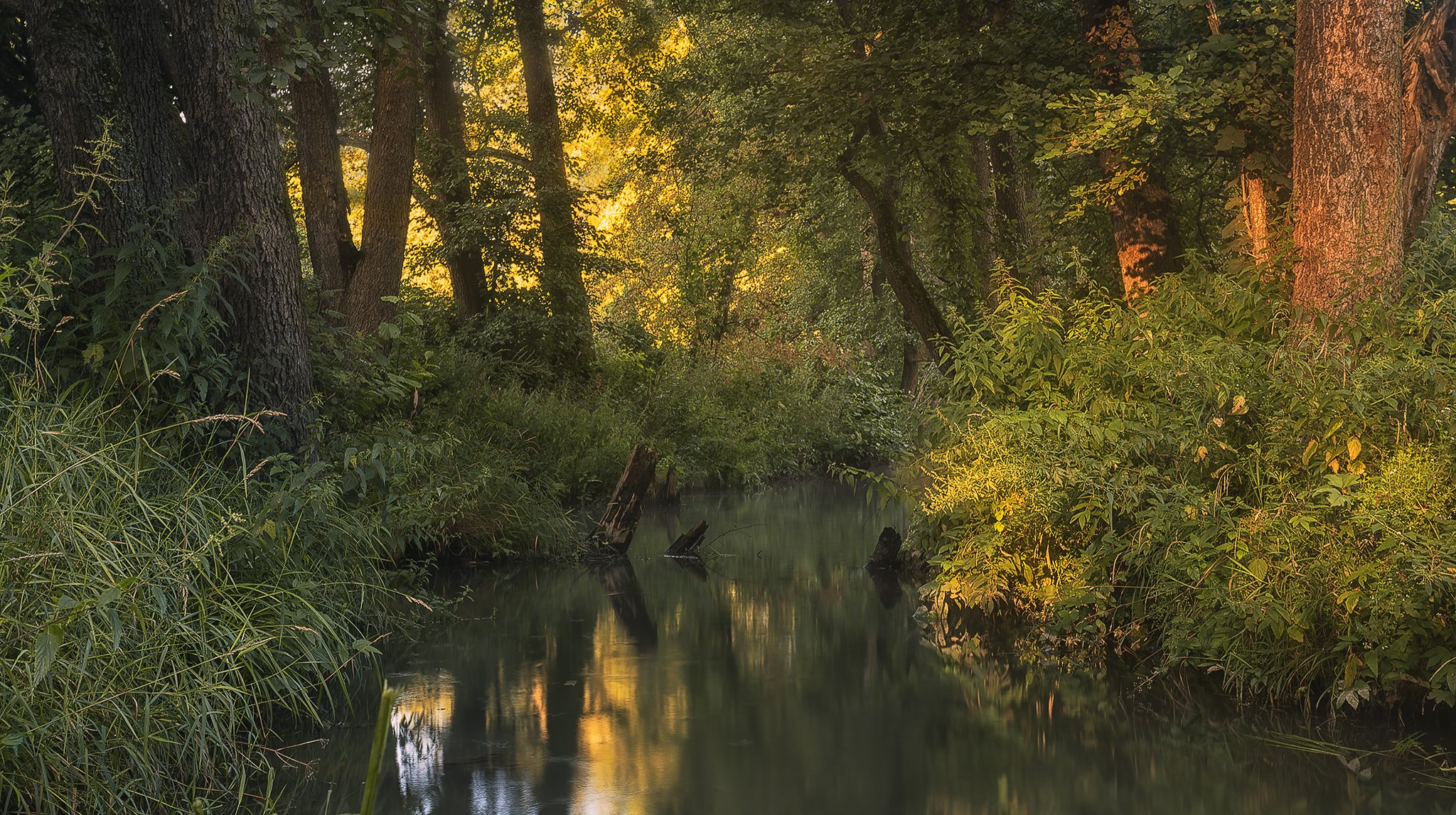 Лесная магия