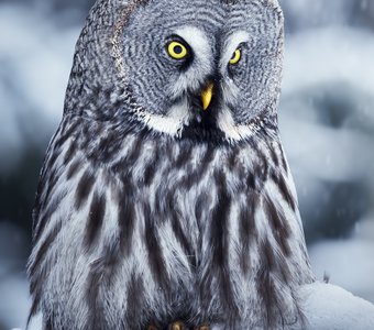 Бородатая неясыть (Strix nebulosa)