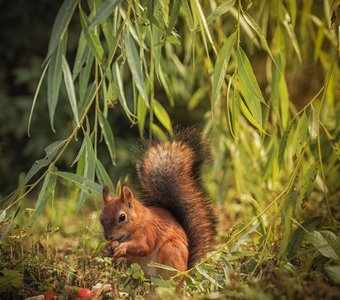 Лесной гость
