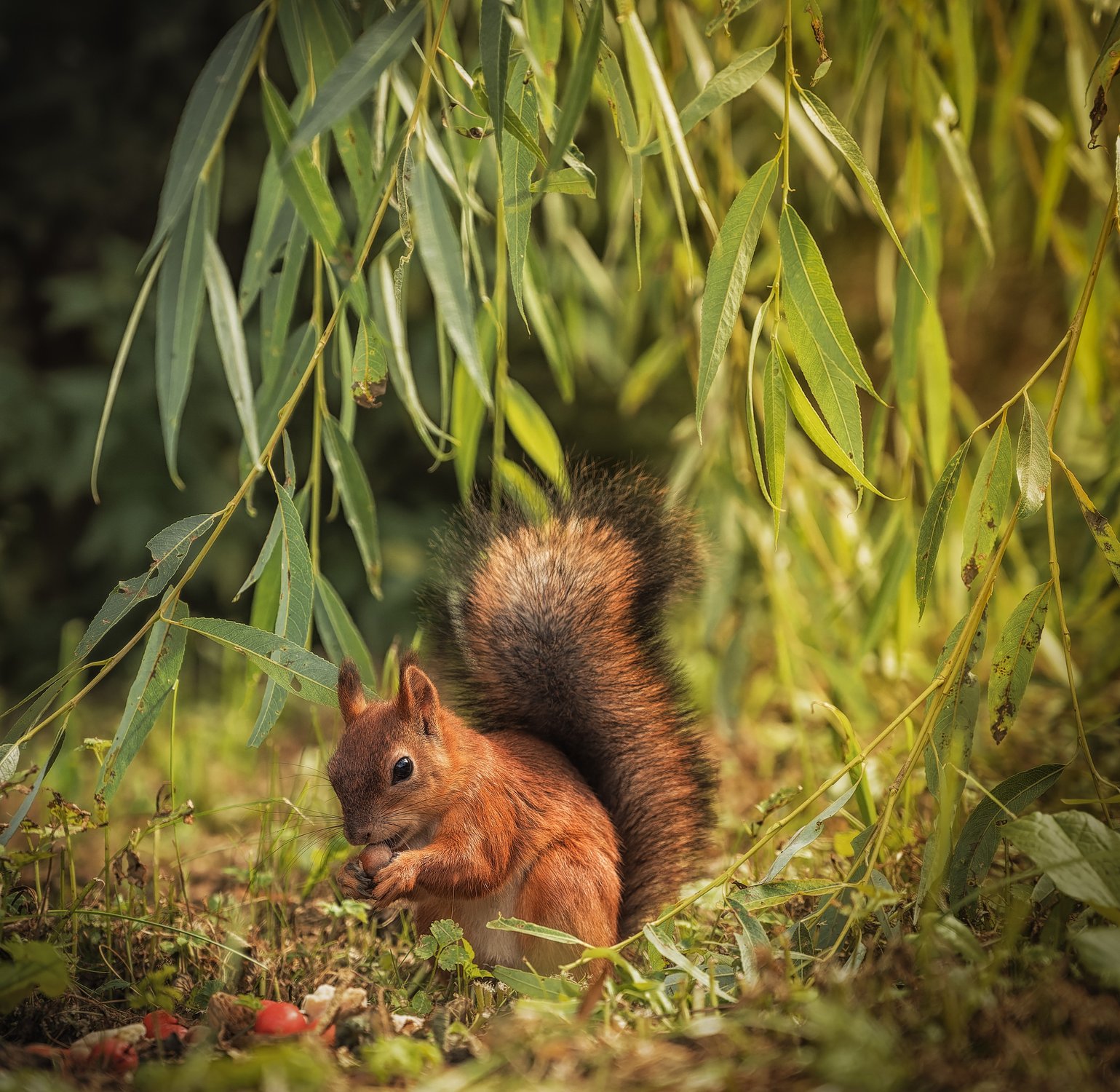 Лесной гость