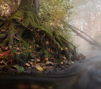 Лесные тайны