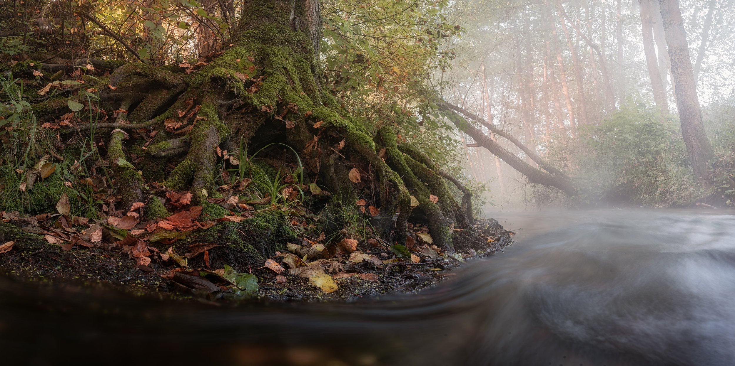 Лесные тайны