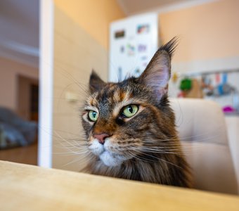 Мейкун, кошка.