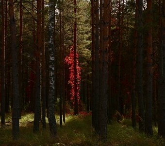 Ностальгия по осени