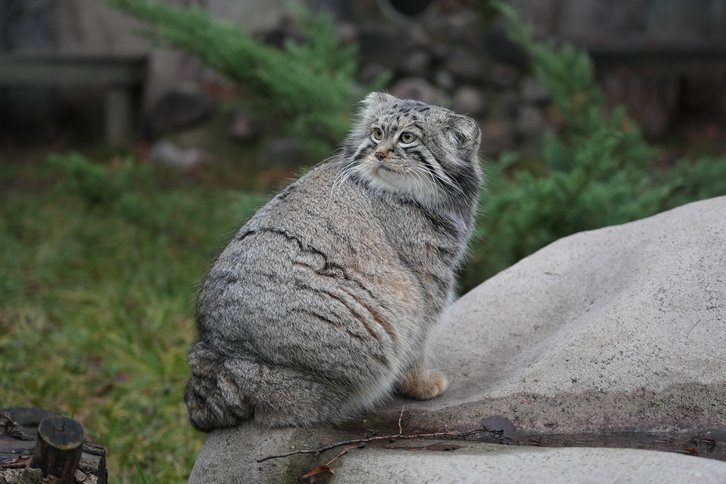 Фото: Московский зоопарк