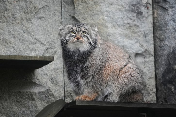 Фото: Московский зоопарк