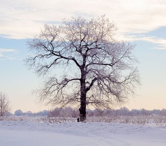 Дубовый иней