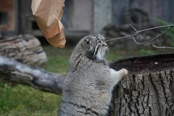 Фото: Московский зоопарк