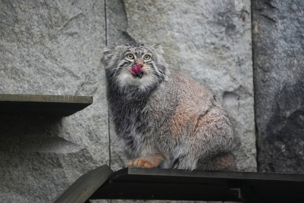 Отличные новости: манул Тимофей зажировался