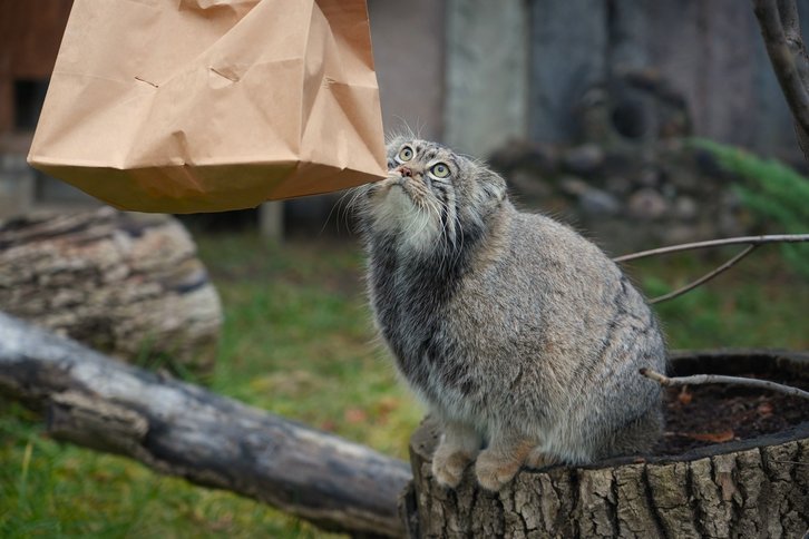 Фото: Московский зоопарк