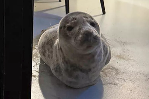 Турист нашел в своем номере отеля спящего тюленя