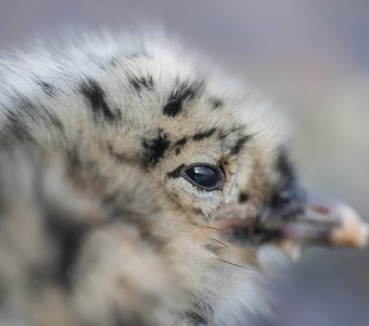 Всматриваясь в синее море