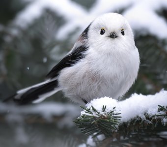 Длиннохвостая синица (Aegithalos caudatus)
