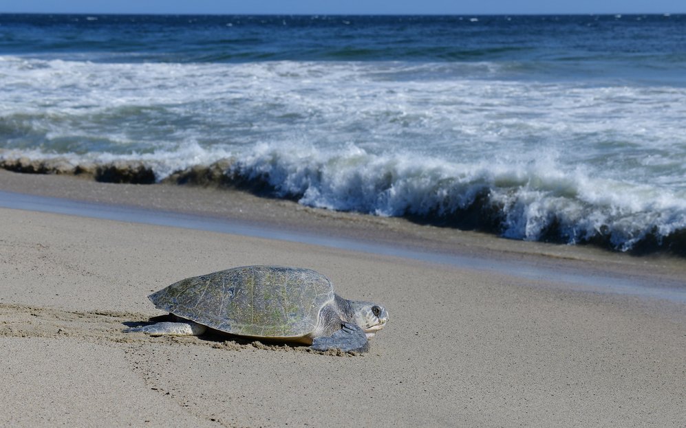 Больше тысячи мертвых черепах выбросило на берег в Индии