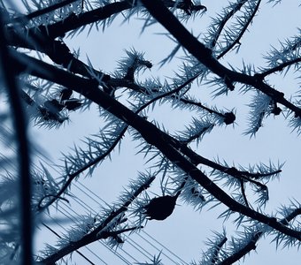 Необычное явление на Кубани. Армавир