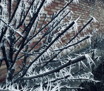 Есть иголки, не только у ёлки 🌲