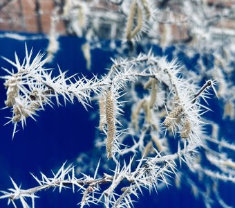 Есть иголки, не только у ёлки..