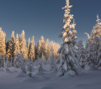 Ясный день января