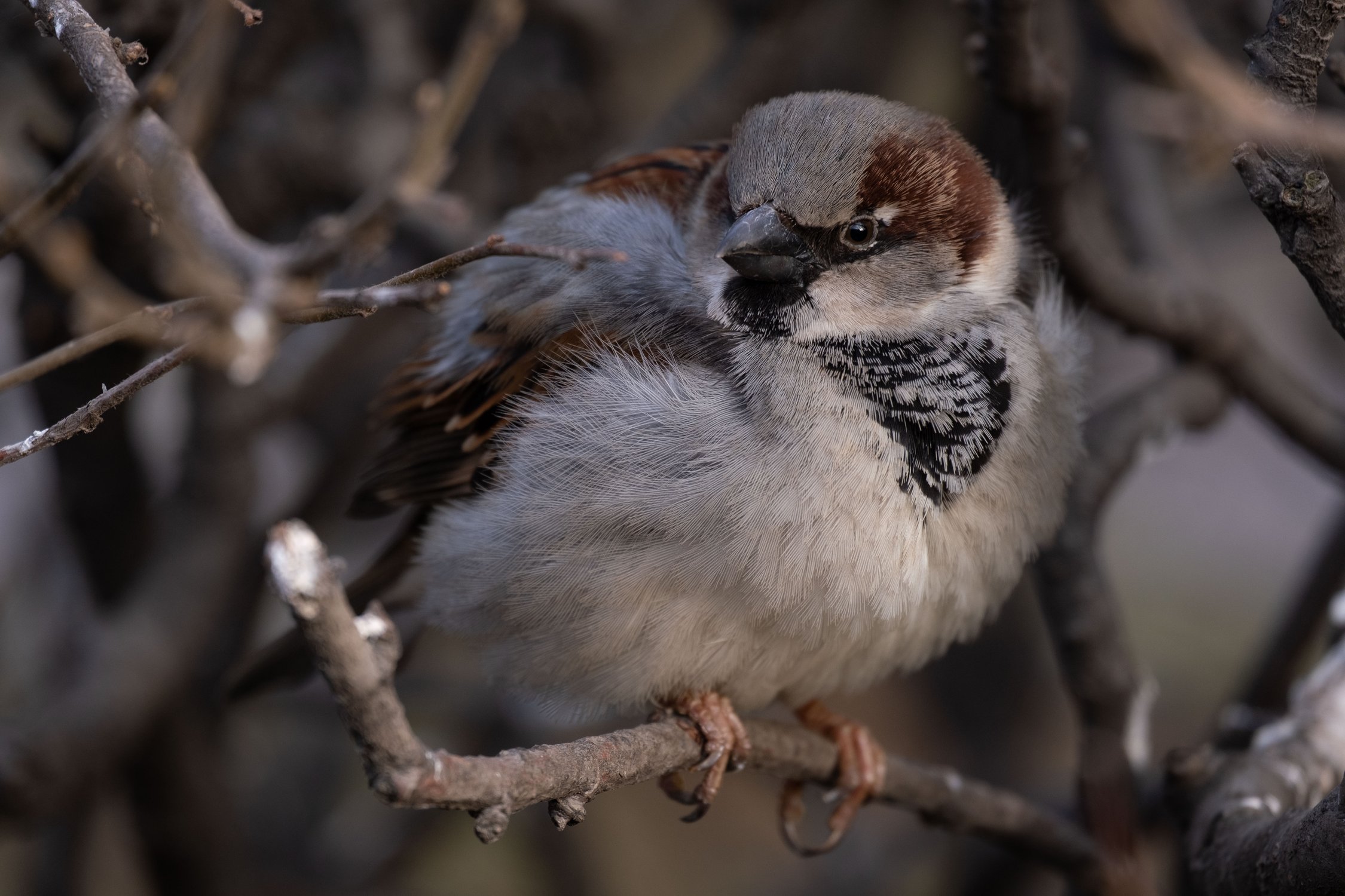 Портрет воробья