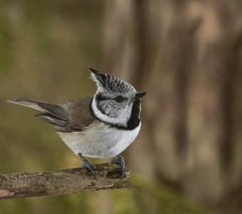 Хохлатая синичка