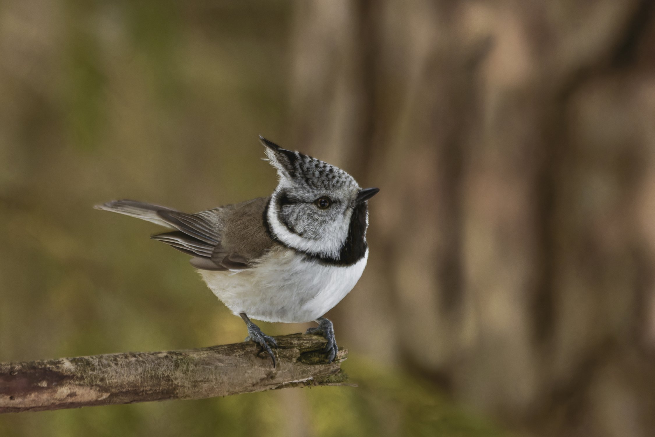 Хохлатая синичка