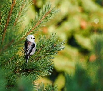 Ополовник в утреннем лесу