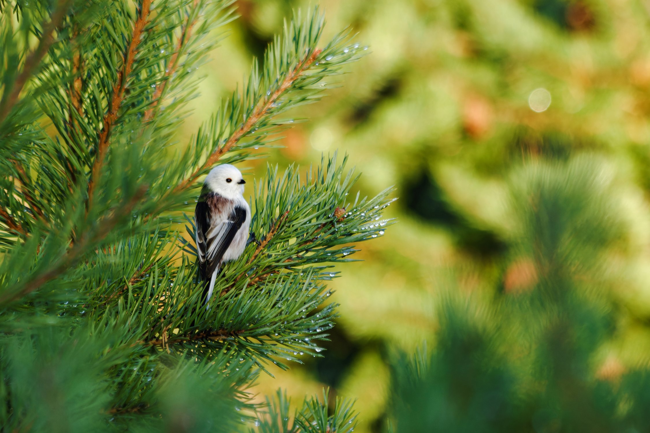 Ополовник в утреннем лесу