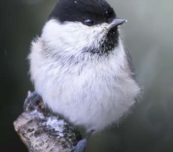 Буроголовая гаичка (Poecile montanus)