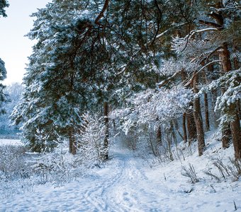Зимняя тропинка