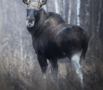 Европейский лось (Alces alces)