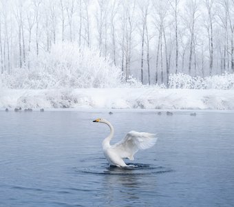 Нежный февраль на озере Светлое, Алтайский край