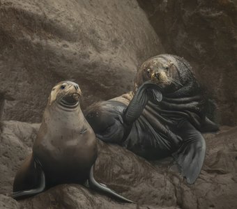 Думы патриарха