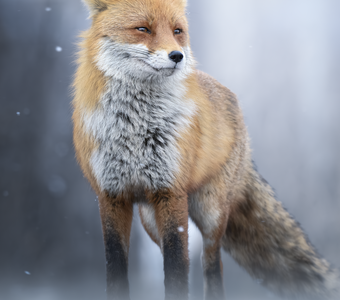 Обыкновенная лисица (Vulpes vulpes)