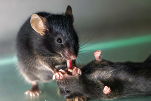 Грызуны умеют оказывать «первую помощь» своим сородичам