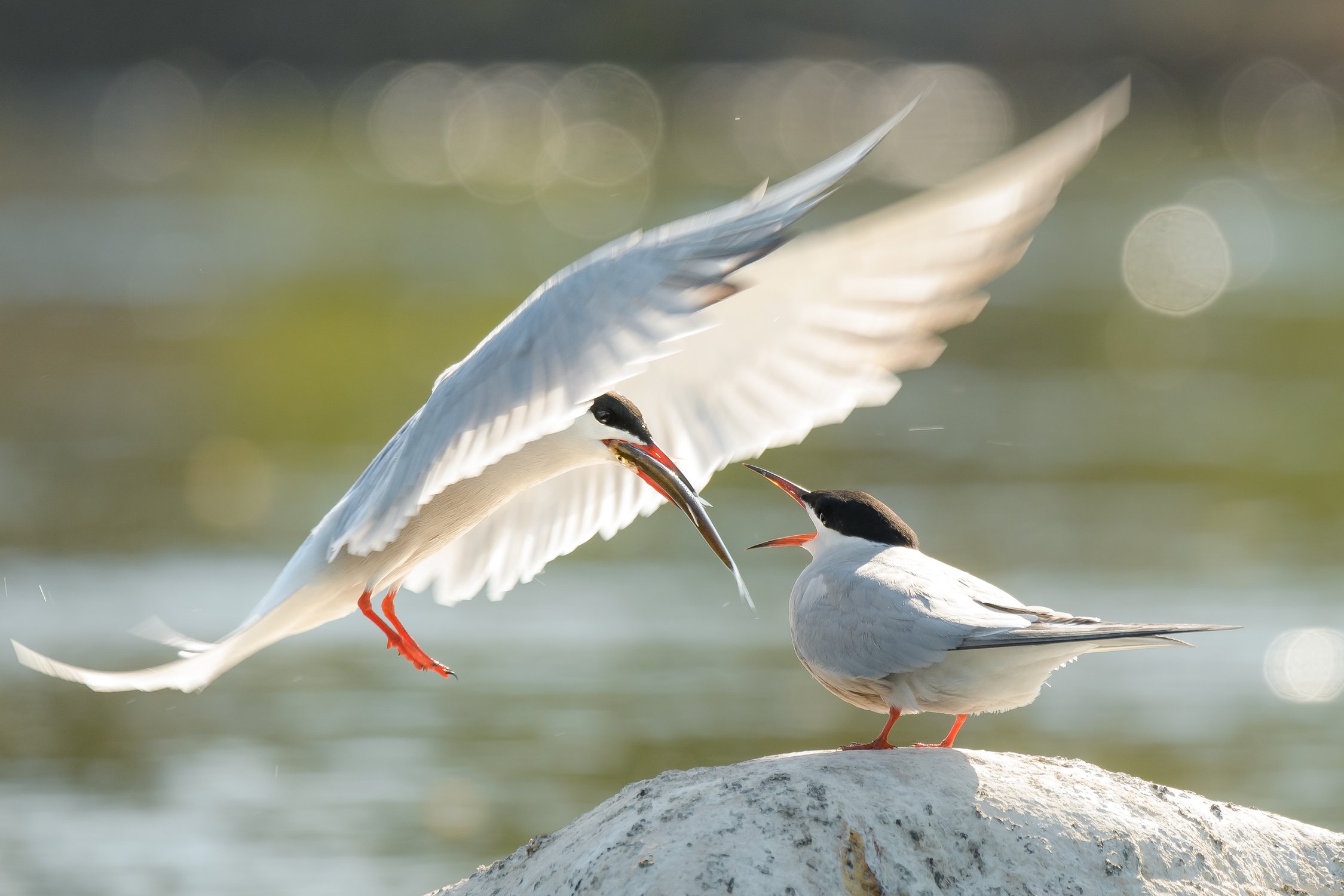 Белый принц